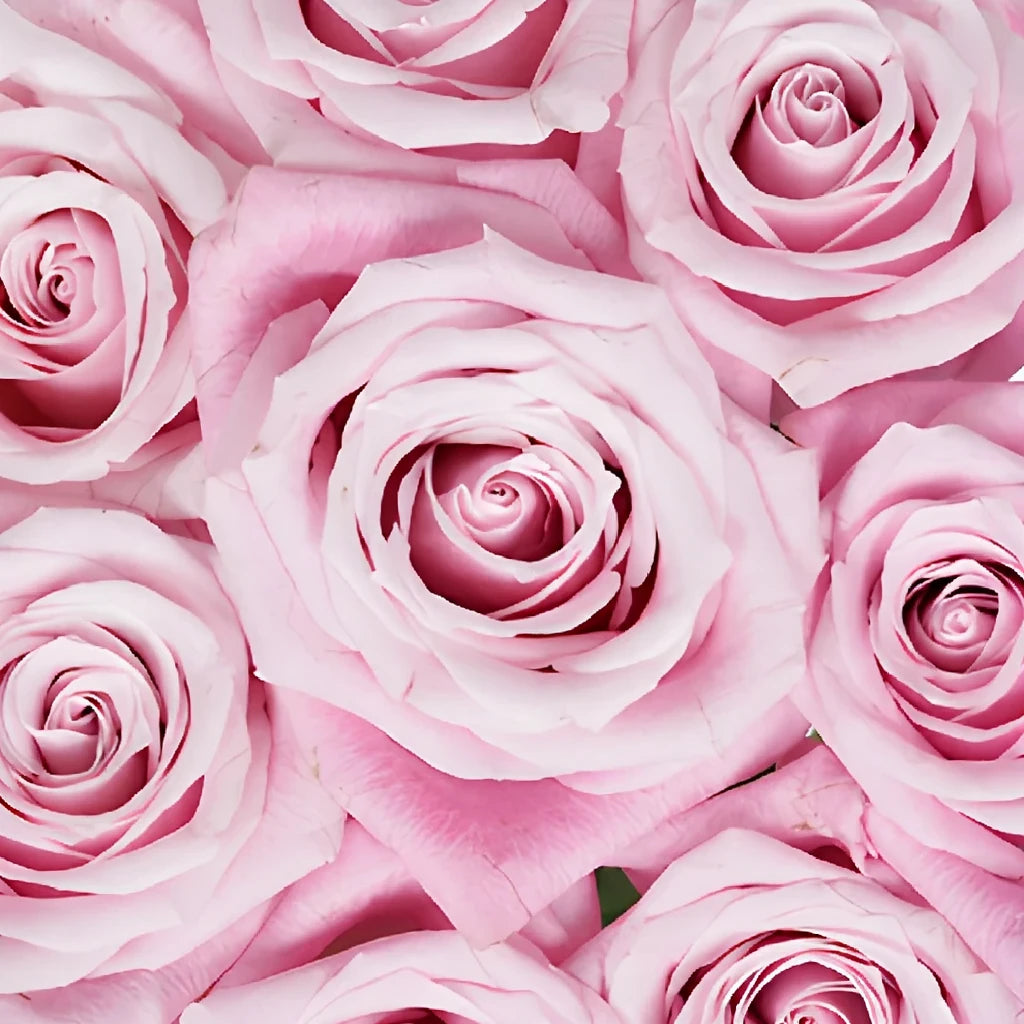 Shy Roses Standard - main