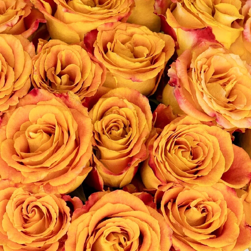 Silantoi Roses Standard - main
