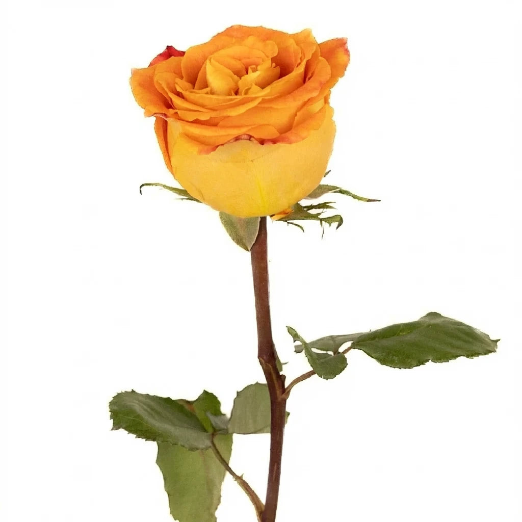 Silantoi Roses Standard - alternative 2