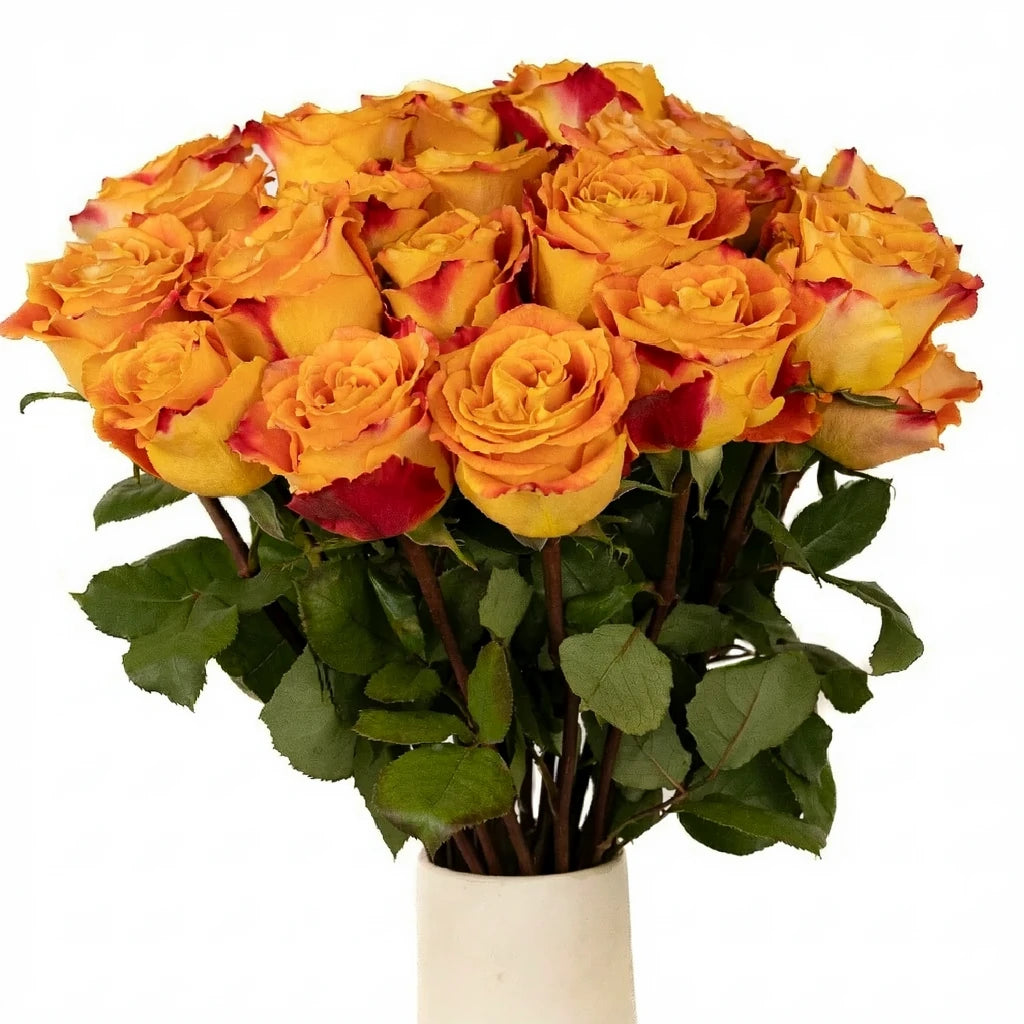 Silantoi Roses Standard - alternative 1