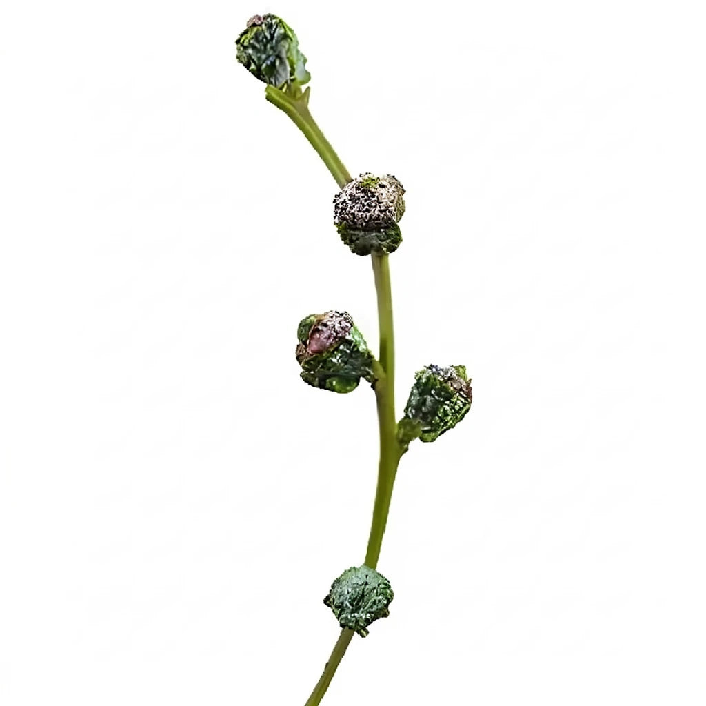 Silver Bell Pods Pods - main