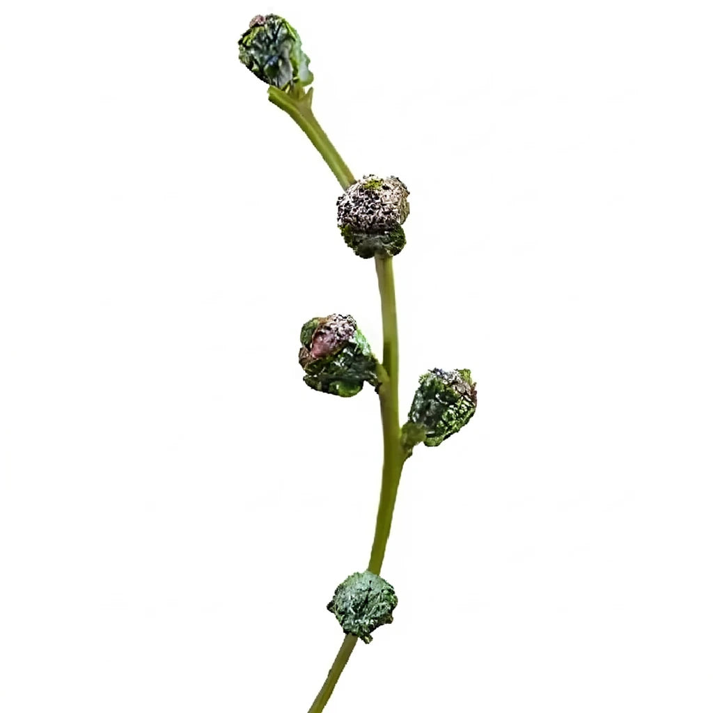 Silver Bell Pods Greenery - main