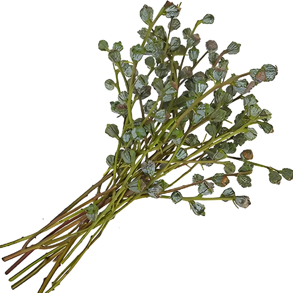 Silver Bell Pods Pods - alternative 2