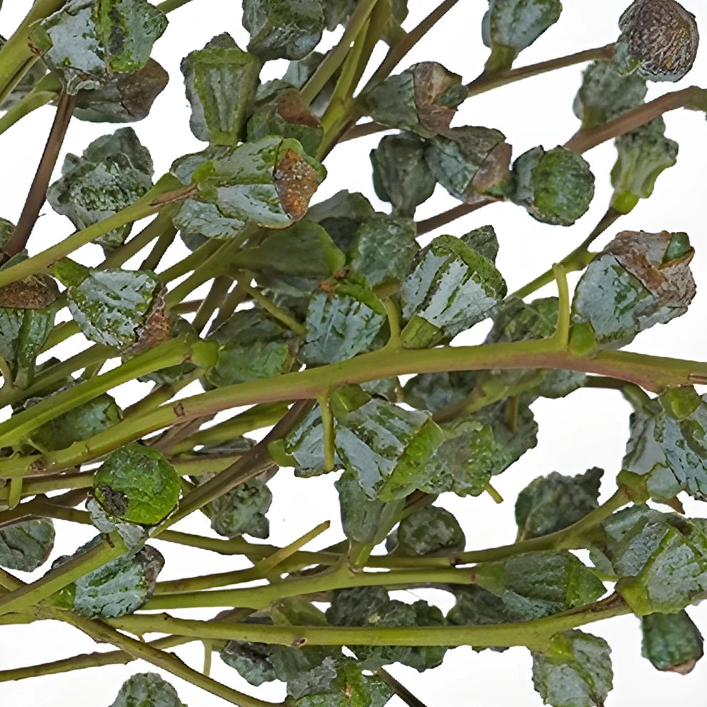 Silver Bell Pods Greenery - alternative 2