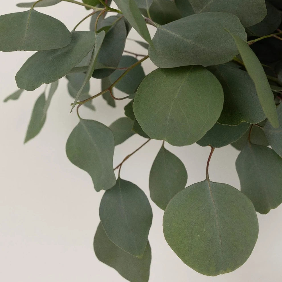 Eucalyptus Silver Dollar Greenery - main