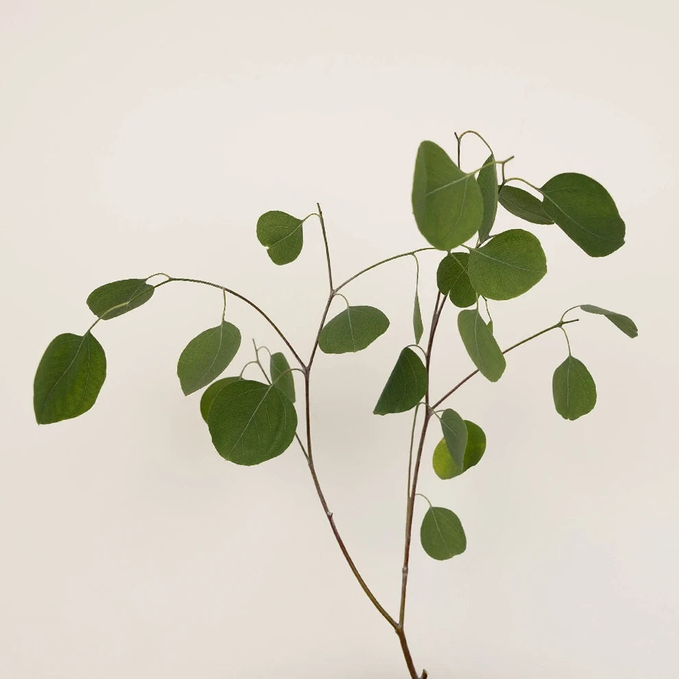 Eucalyptus Silver Dollar Greenery - alternative 1