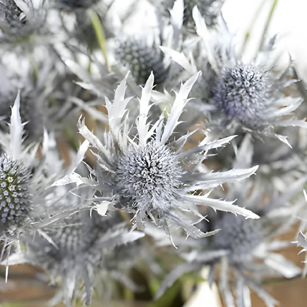 Tinted Silver Thistle - main