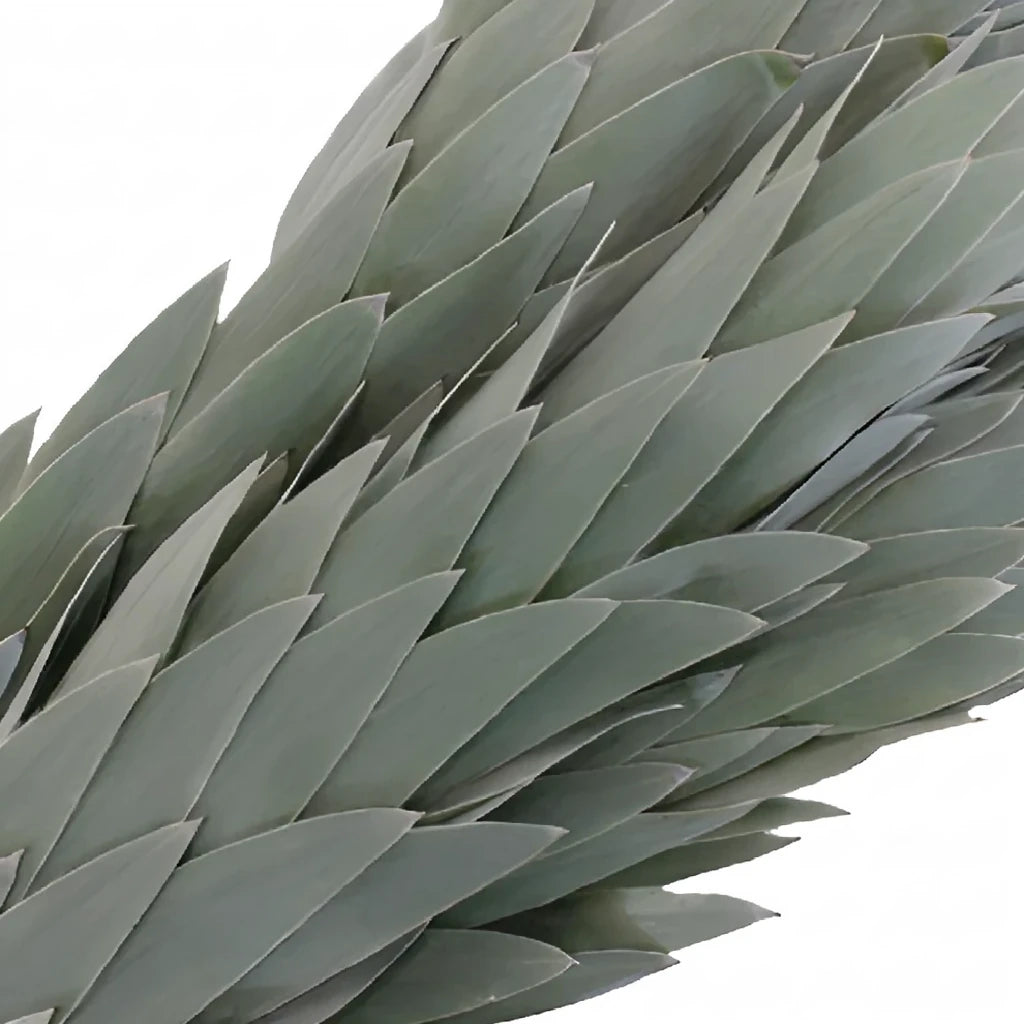 Silver Tree Leucadendron Tropicals - alternative 3