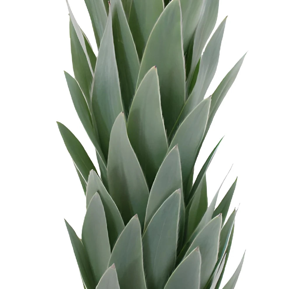 Silver Tree Leucadendron Tropicals - alternative 2