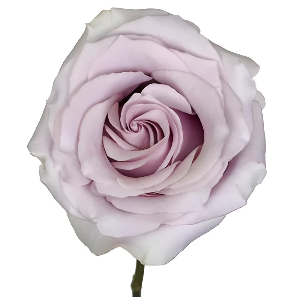 Silvery Light Roses Standard - alternative 3