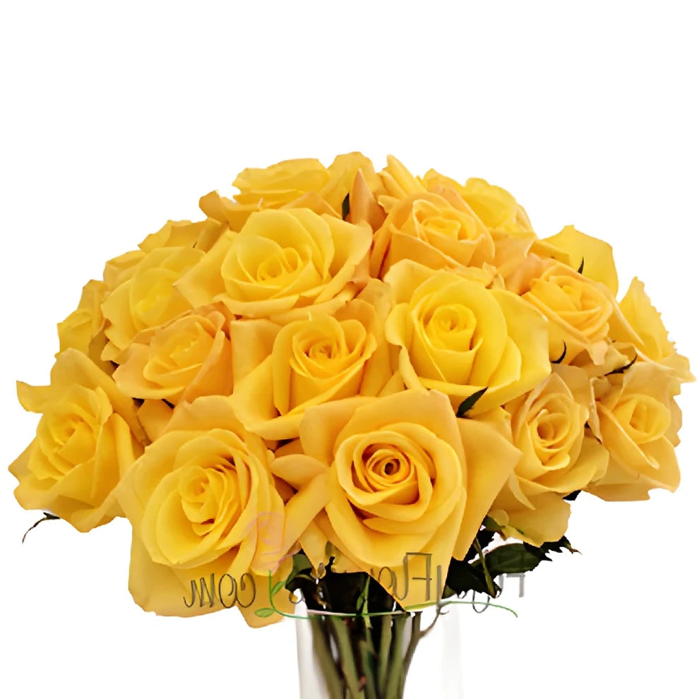 Skyline Roses Standard - alternative 1