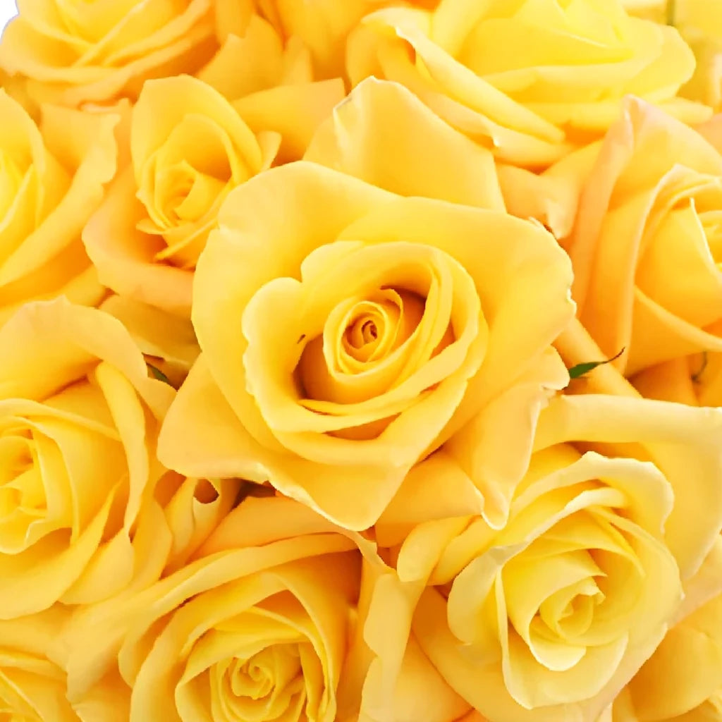 Skyline Roses Standard - alternative 2