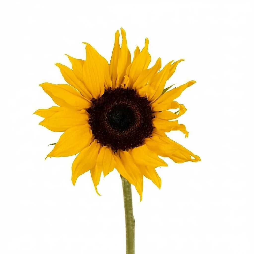 Small Green Center Sunflowers - alternative 1