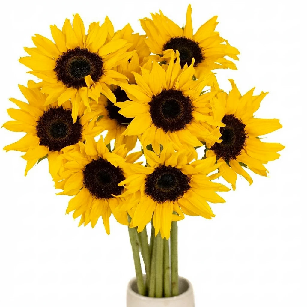 Small Dark Center Sunflowers - alternative 2