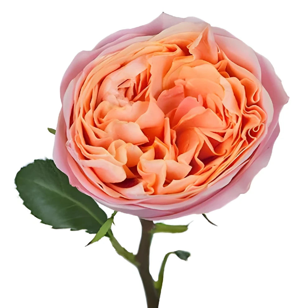 Rosa Loves Me Roses Garden - alternative 1