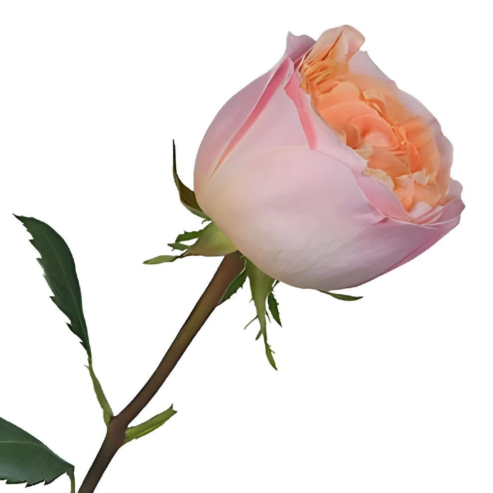 Rosa Loves Me Roses Garden - main