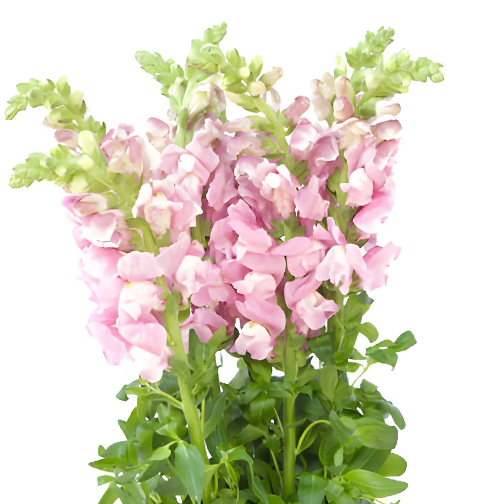 Lavender Snapdragons - alternative 3