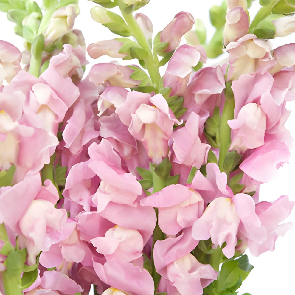 Lavender Snapdragons - alternative 2