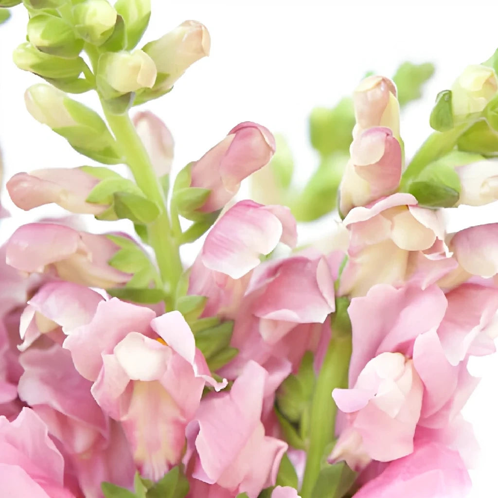 Lavender Snapdragons - alternative 1
