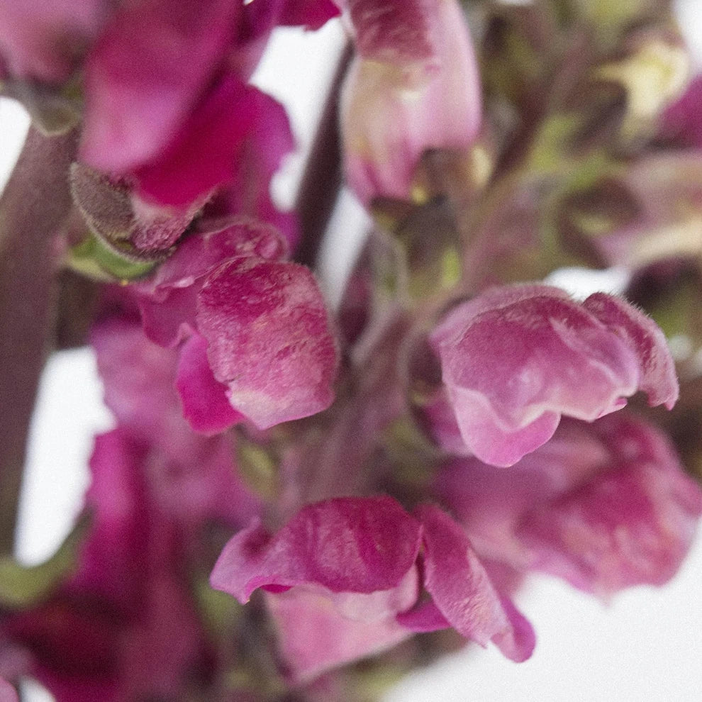 Burgundy Snapdragons - main