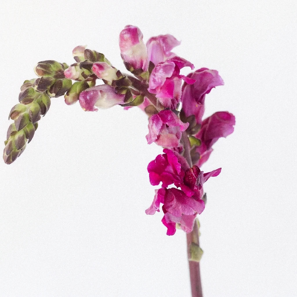 Red Snapdragons - alternative 1