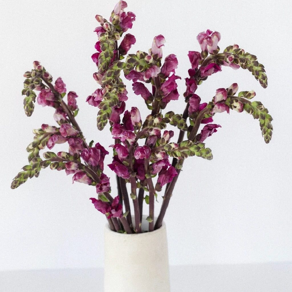 Red Snapdragons - alternative 2