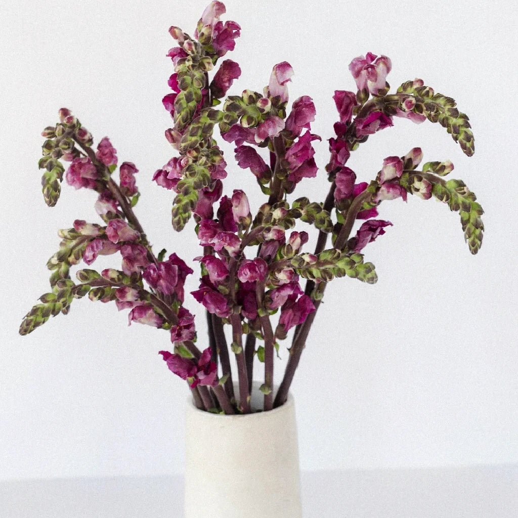 Burgundy Snapdragons - alternative 2
