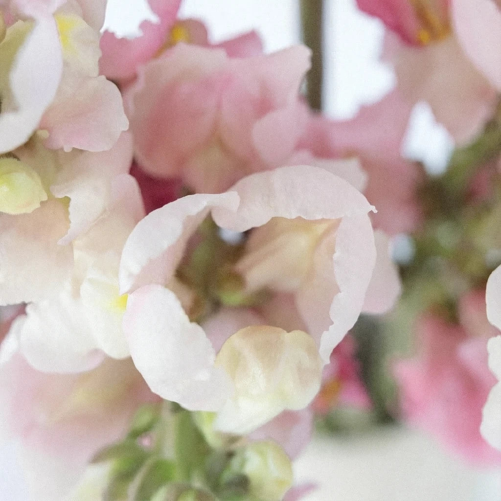 Pink Light Snapdragons - alternative 1