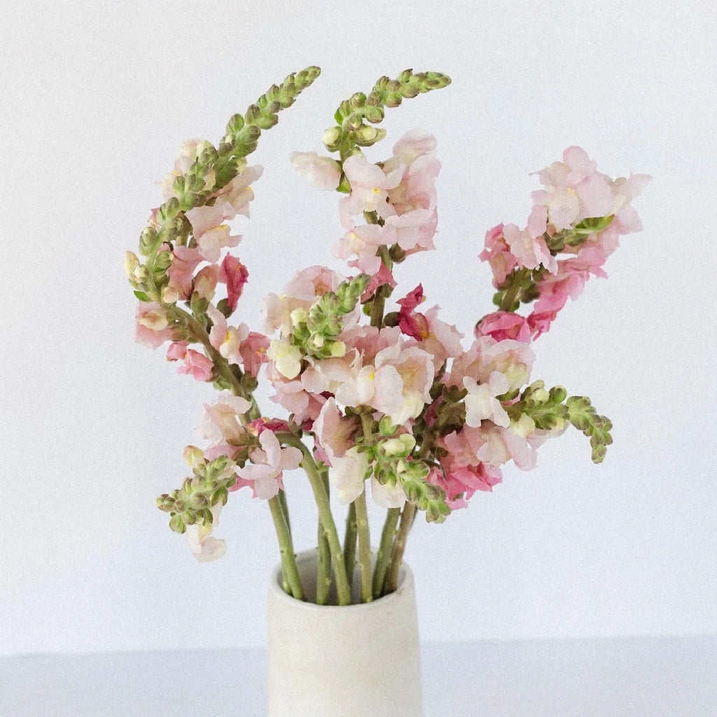 Pink Light Tulips Fringed - alternative 2
