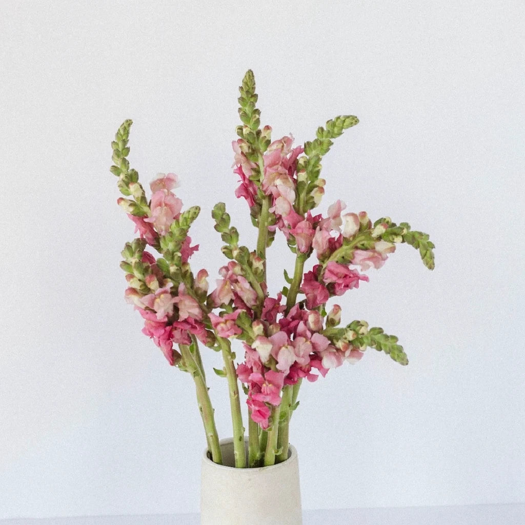 Pink Snapdragons - alternative 1