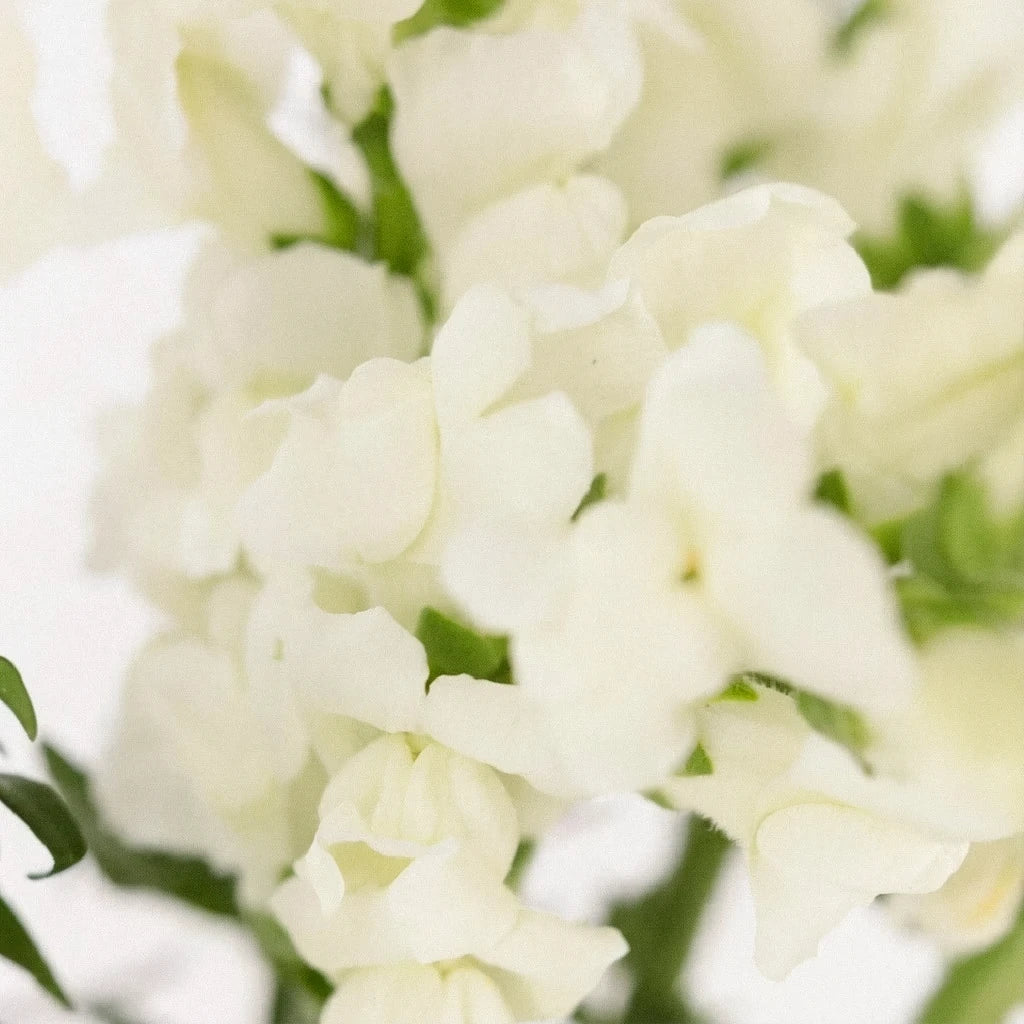White Snapdragons - alternative 2