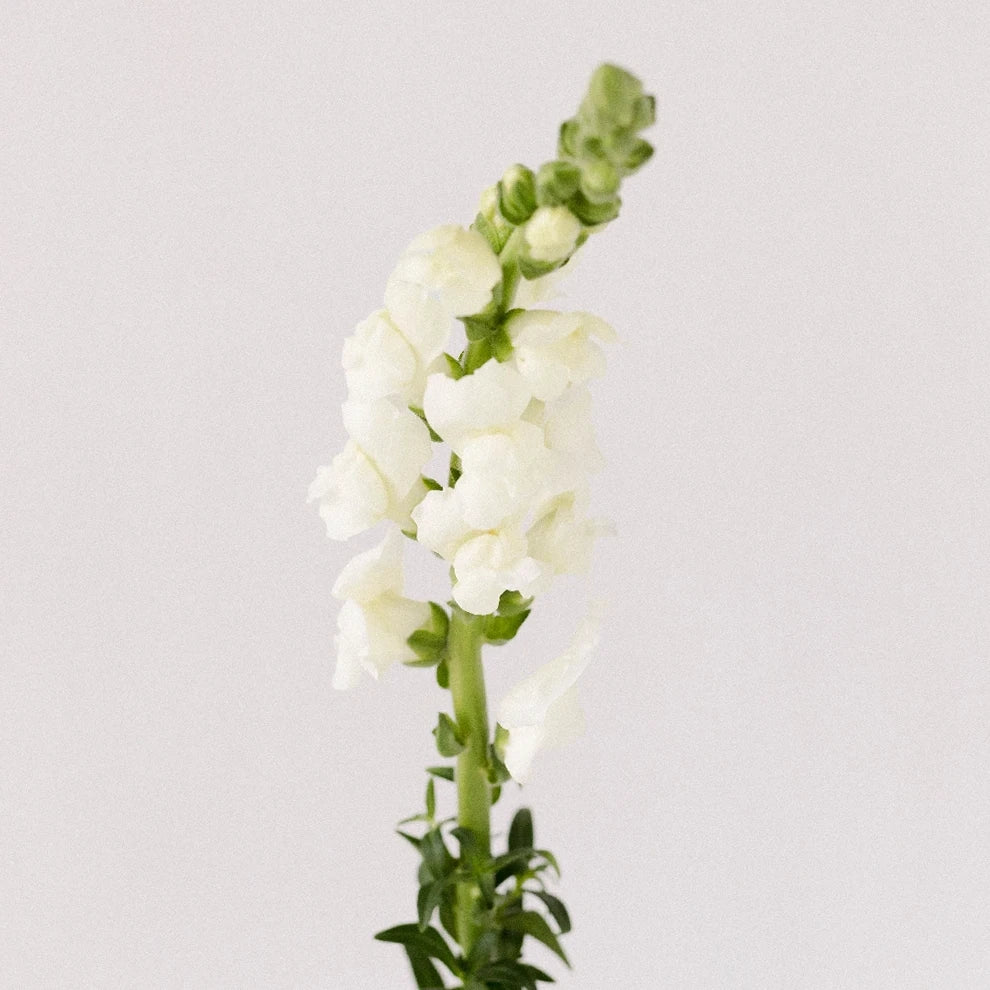 White Snapdragons - alternative 1