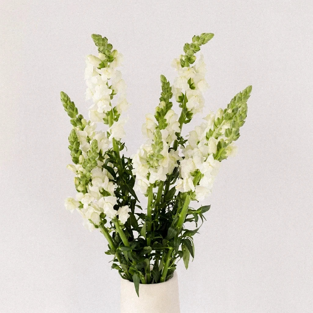 White Snapdragons - main