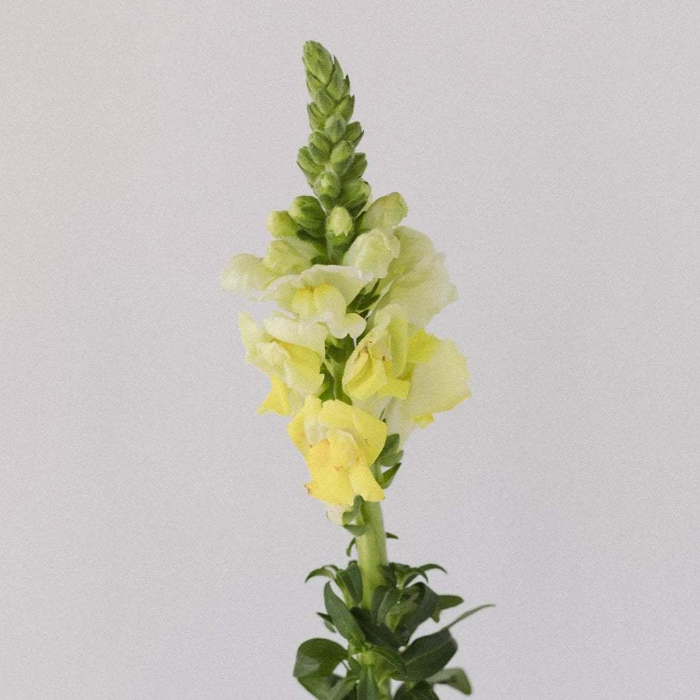 Yellow Snapdragons - alternative 2