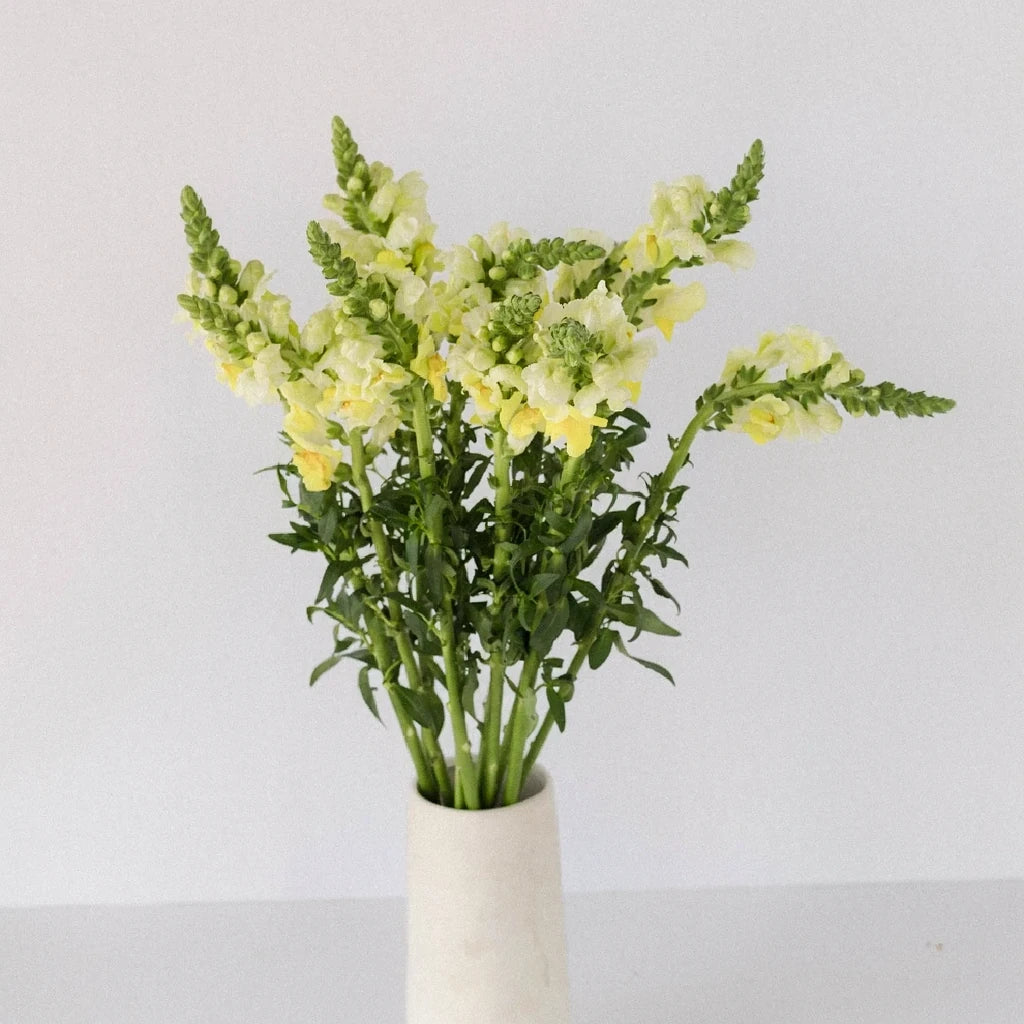 Yellow Snapdragons - main