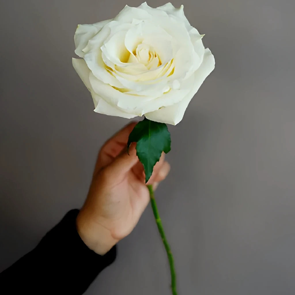Snow Bliss Roses Standard - alternative 3