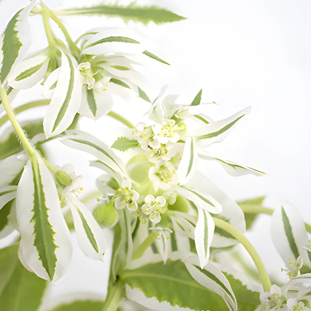 Euphorbia Snow in the Mountain Greenery - main