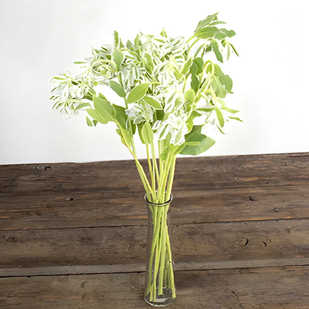Euphorbia Snow in the Mountain Greenery - alternative 2