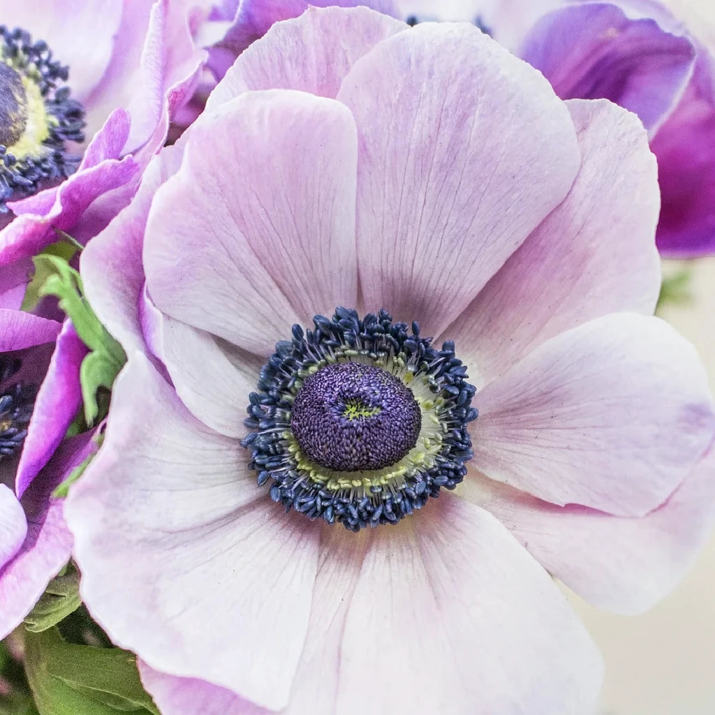 Lavender Anemones - alternative 1