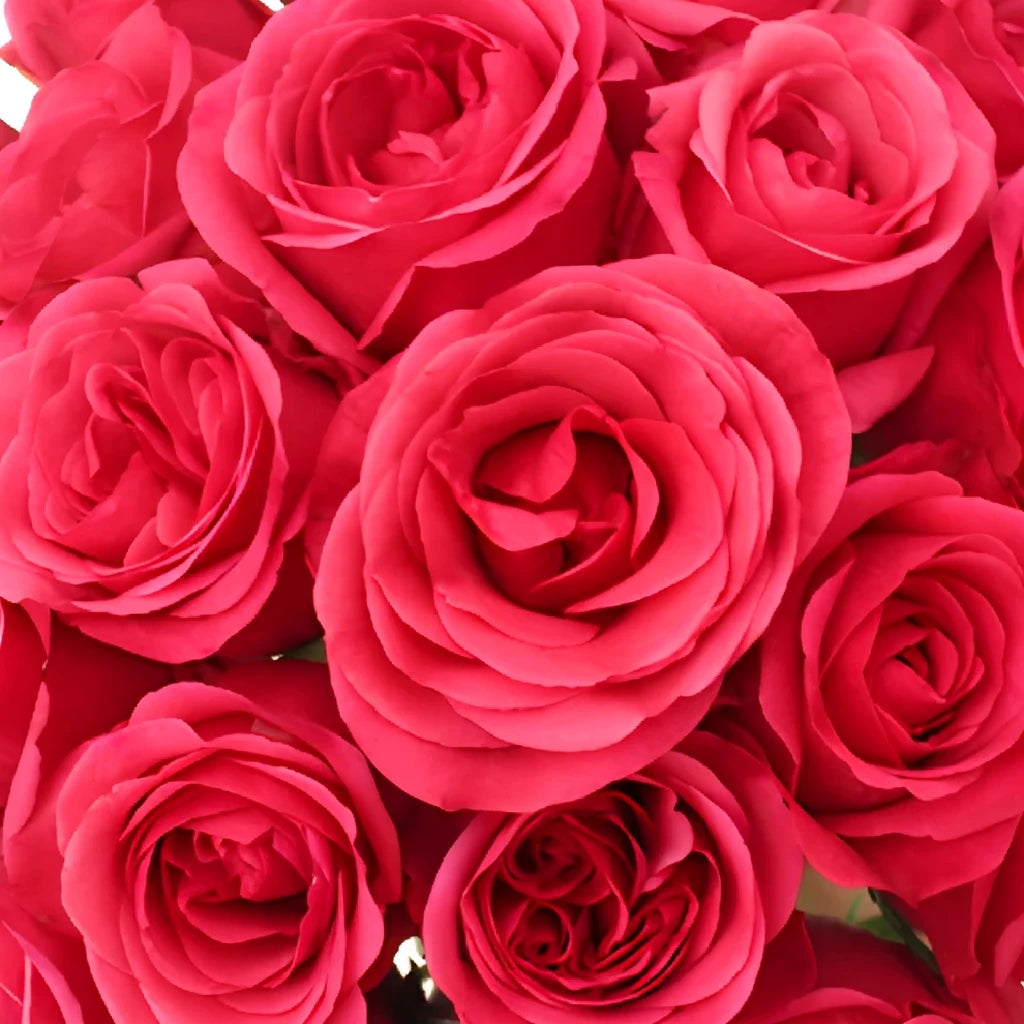 Solitaire Roses Standard - main