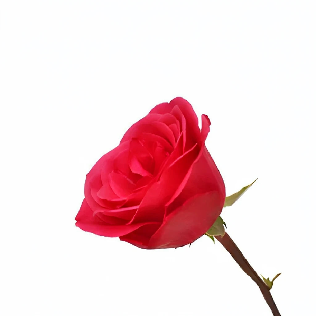 Solitaire Roses Standard - alternative 1