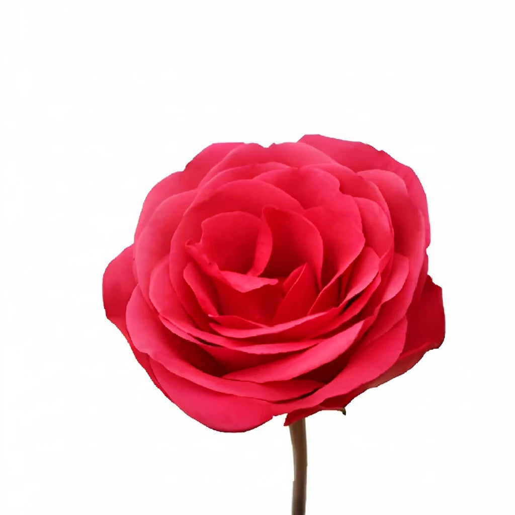 Solitaire Roses Standard - alternative 2