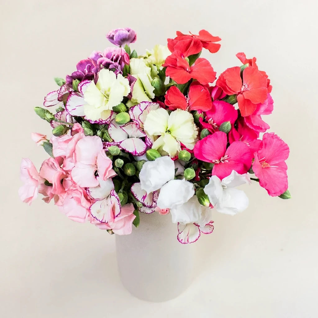 Solomio Assorted Dianthus - alternative 1