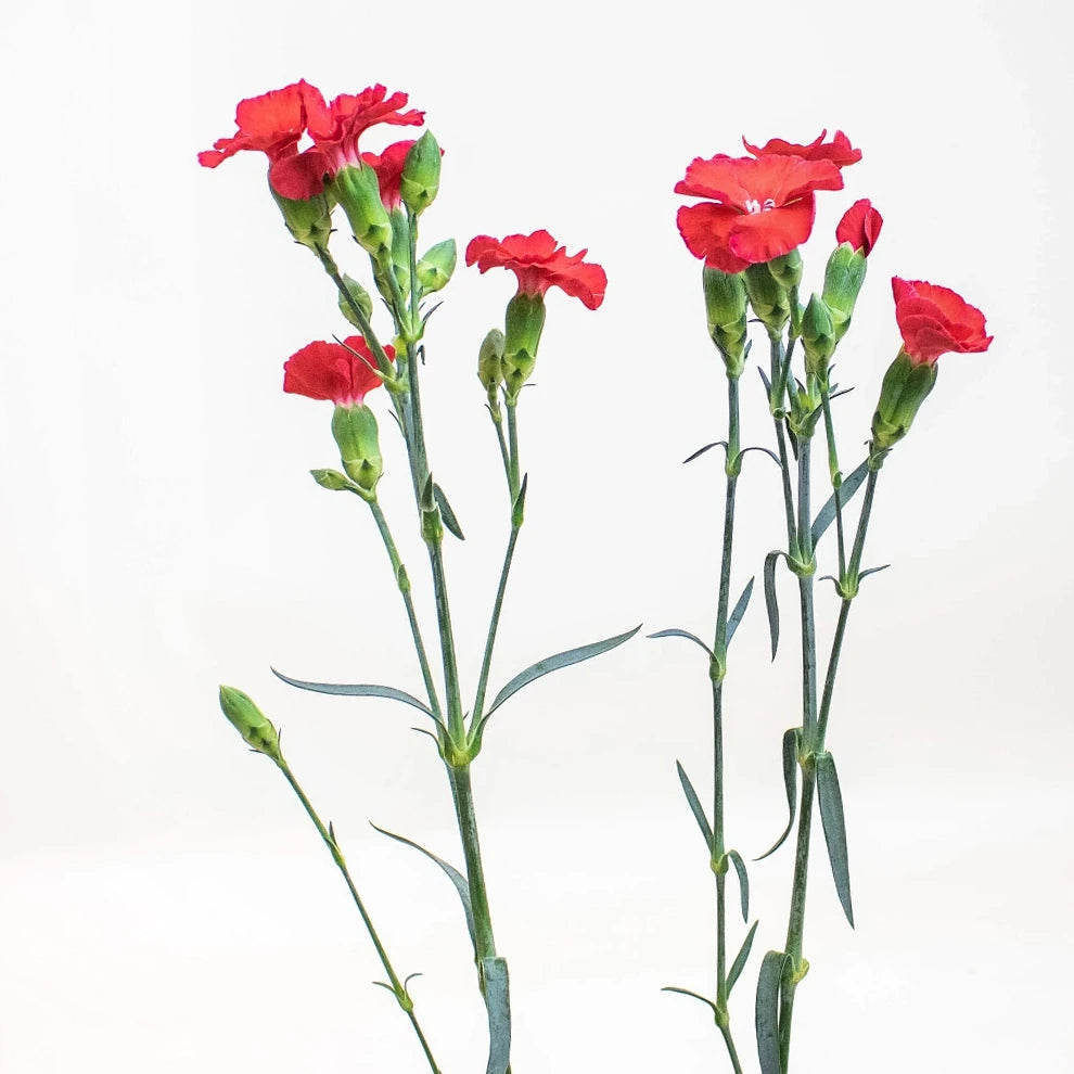 Solomio Red Dianthus - alternative 3