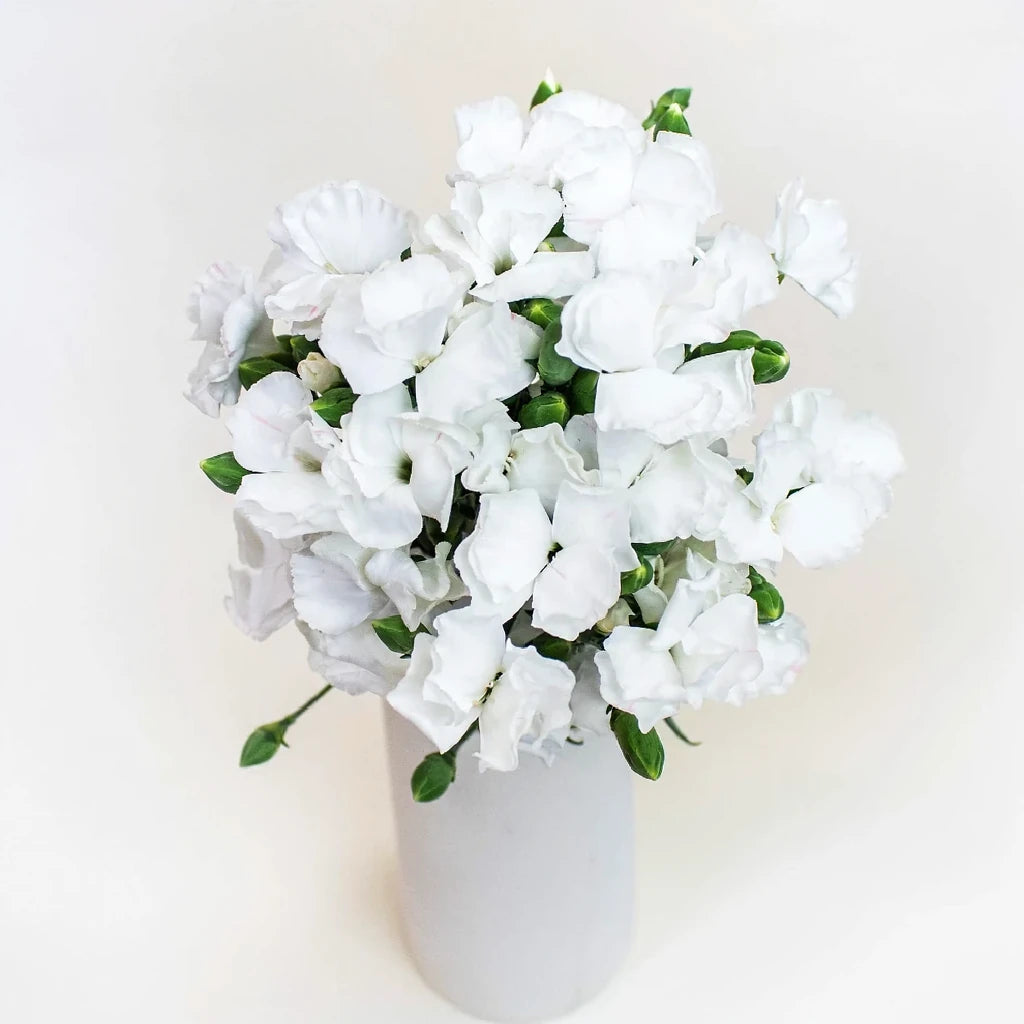 Solomio White Dianthus - alternative 1