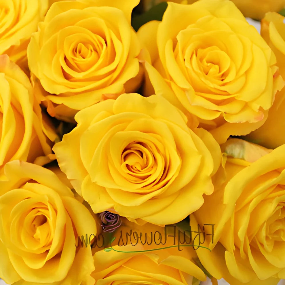 Sonrisa Roses Standard - main
