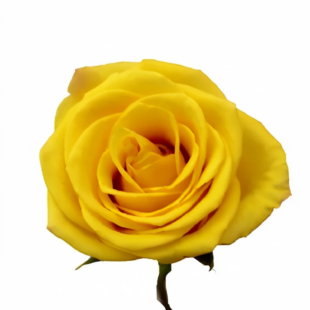 Sonrisa Roses Standard - alternative 2
