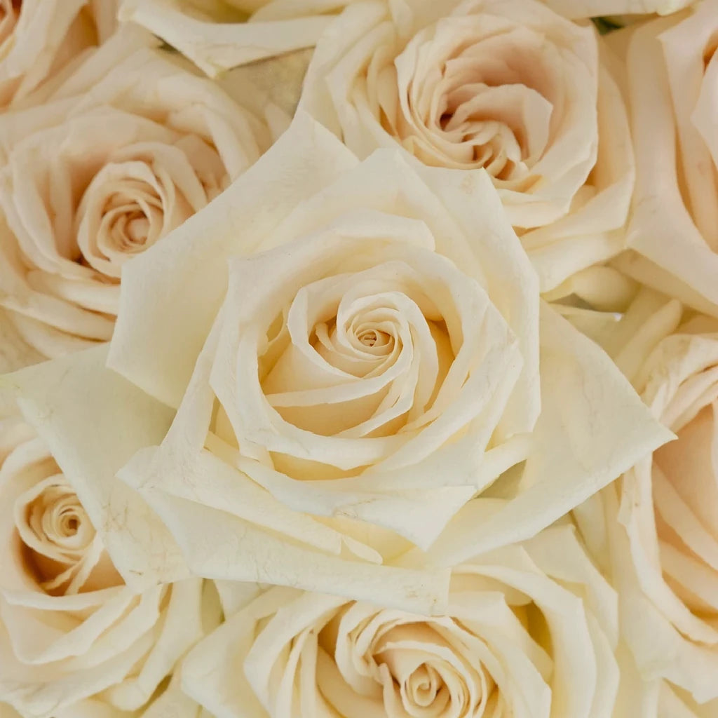 Soul Roses Standard - main