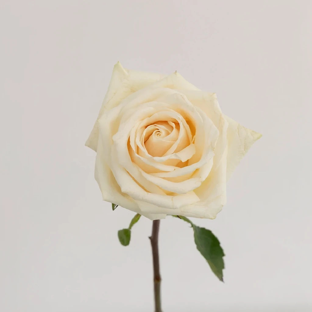 Soul Roses Standard - alternative 1