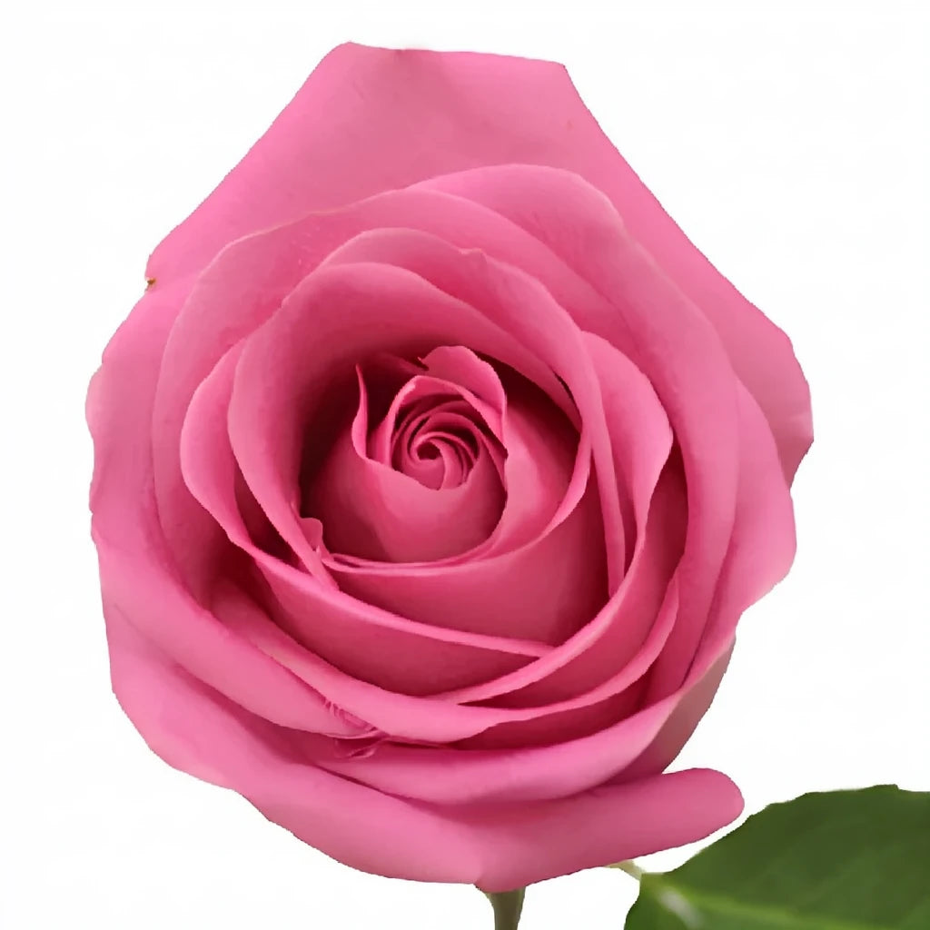 Soul Mate Roses Standard - alternative 1